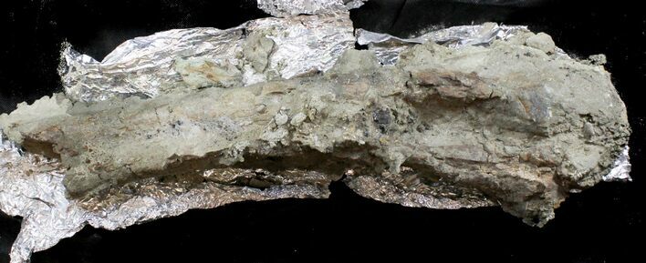 Unprepared Theropod Tibia (Tyrannosaur) - Montana #21546